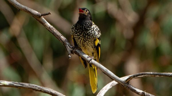 Уроки музыки для птиц. Зачем ученые учат пернатых их собственным песням