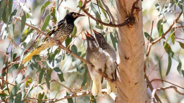 Уроки музыки для птиц. Зачем ученые учат пернатых их собственным песням