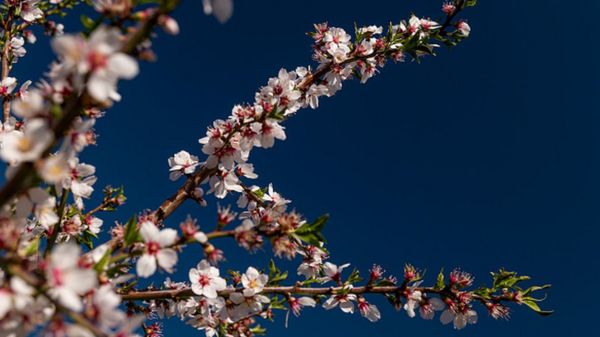 Коронавирус: Европа расследует связь между AstraZeneca и возникновением тромбов