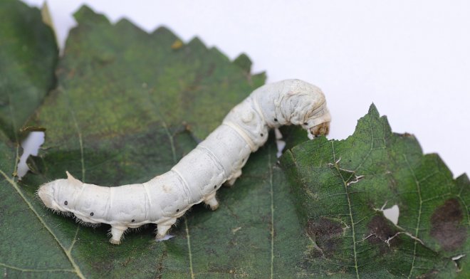 Диета из нановолокон позволит получить от шелкопрядов шелк в два раза прочнее обычного