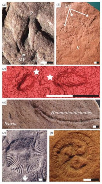 Эти странные безголовые существа &ndash; наши далекие предки 