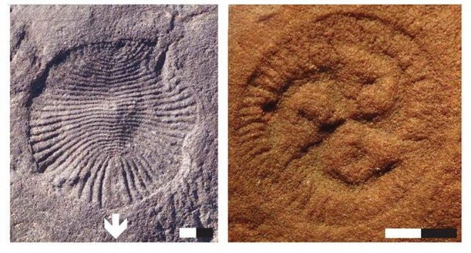 Эти странные безголовые существа &ndash; наши далекие предки 