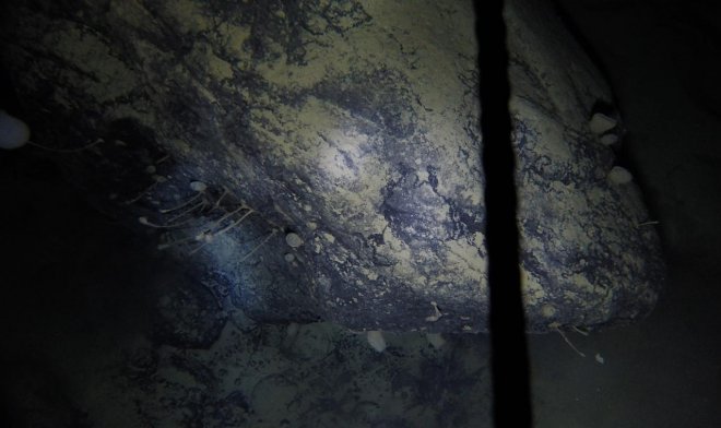 Глубоко под шельфом Антарктики геологи нашли неизвестных науке живых существ