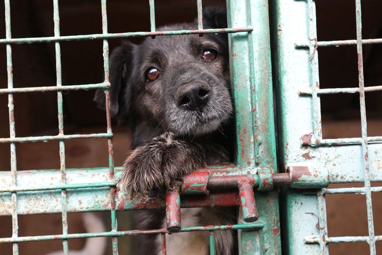 Из Госдумы отзовут законопроект, разрешающий местным властям убивать бездомных животных