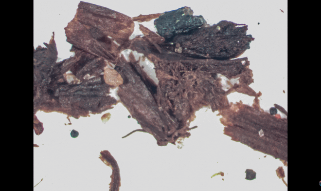 На глубине 1,4 км подо льдом Гренландии найдены древние растения &ndash; и это тревожная новость 