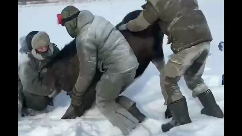 После убийства беременной лосихи в Тверской области завели уголовное дело. Губернатор взял его на контроль