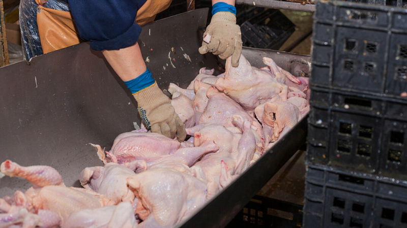 &laquo;Производство стремительно сокращается&raquo;: бизнес предупредил о дефиците курятины в России