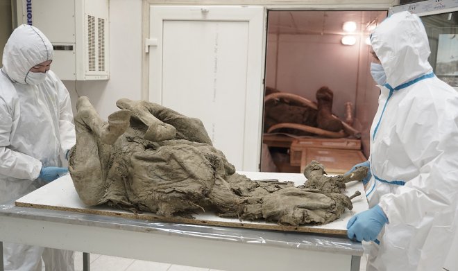 Российские ученые из «Вектора» исследуют древние вирусы сибирской вечной мерзлоты