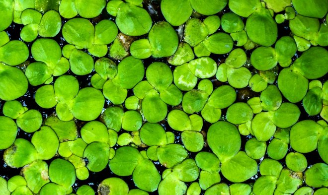 Самое быстрорастущее растение в мире поможет в создании суперурожайных культур