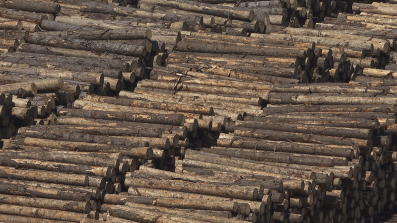 Швейцарские ученые нашли новый способ получения электроэнергии из древесины