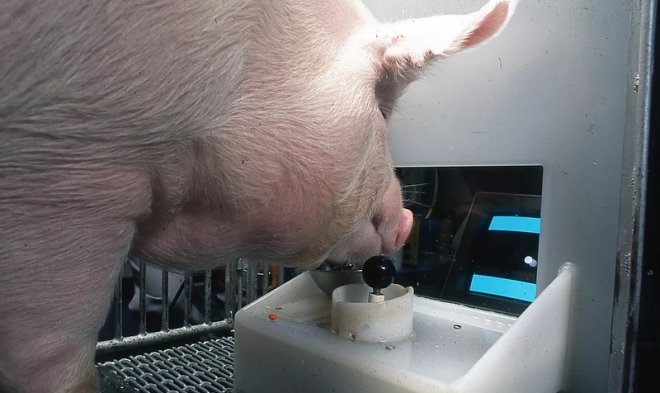 Свиней научили играть в видеоигры, пользуясь пятачком