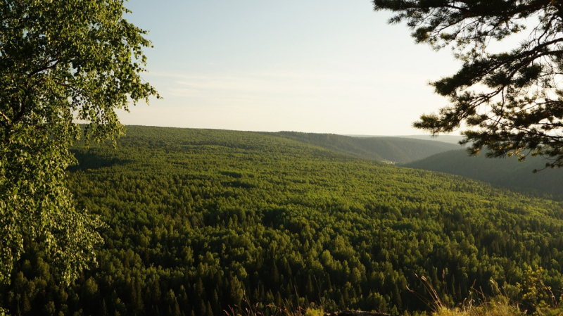 Тайфуны играют важную роль в восстановлении лесов