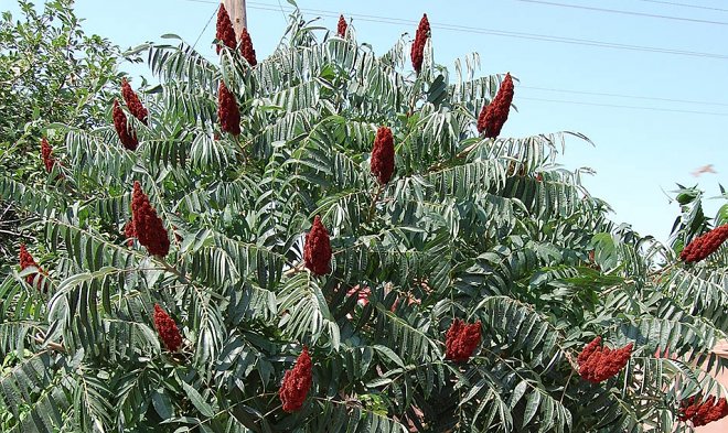 Тысячелетиями индейцы Северной Америки курили вовсе не табак