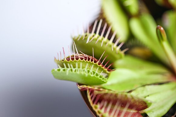 Ученые из Сингапура разработали устройство для общения с растениями