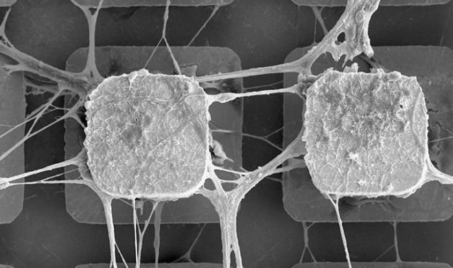 Ученые начинают внедрять живые нейроны в компьютерные микрочипы 