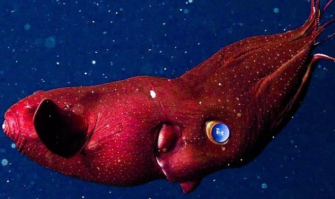 Ученые выяснили, как древние кальмары-вампиры пережили катастрофу, погубившую динозавров 