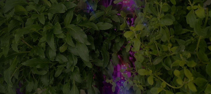 Управлять поливом со смартфона: Сити-фермеры из Перми, Иваново и Москвы будут выращивать зелень под брендом Healthy Garden 