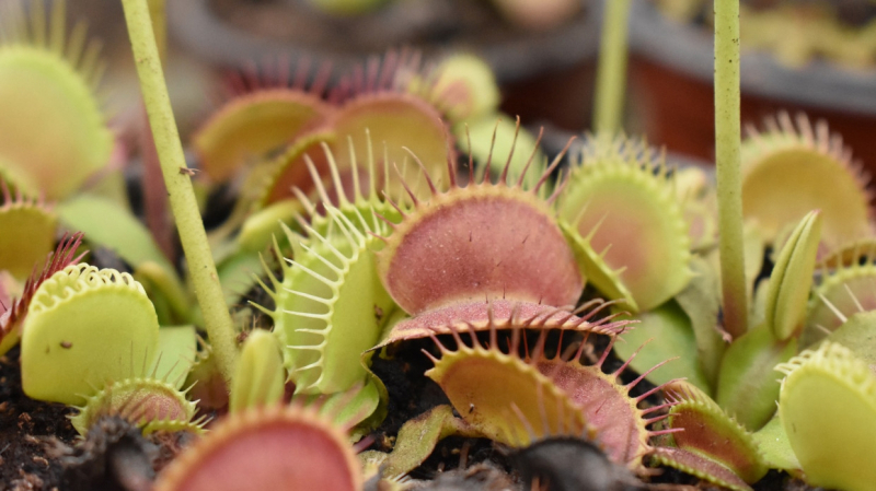 Устройство для связи с растениями разработали в Сингапуре