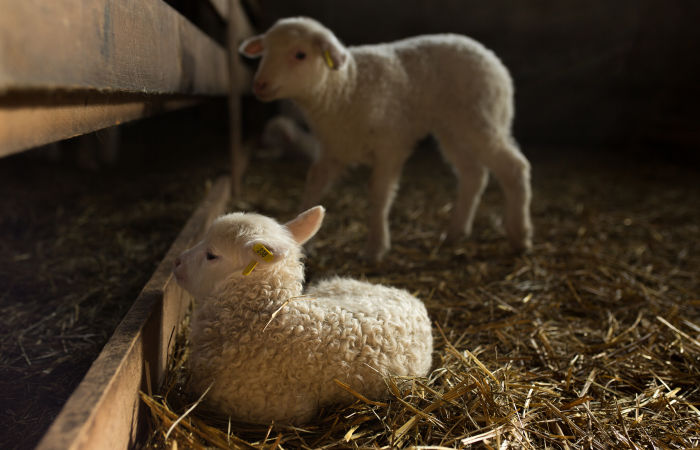 Узбекистан разрешил ввоз казахстанской животноводческой продукции