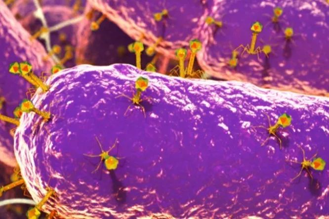 В кишечнике человека обнаружены 140 000 ранее неизвестных видов вирусов