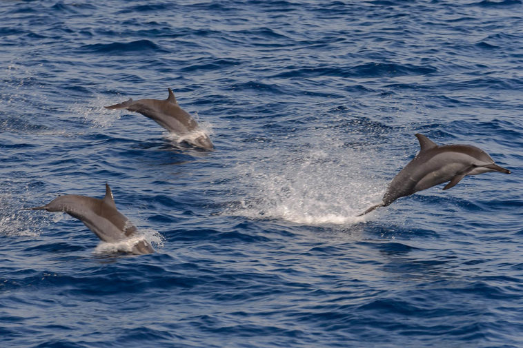 В Краснодарском крае причиной массовой гибели животных назвали холодную погоду