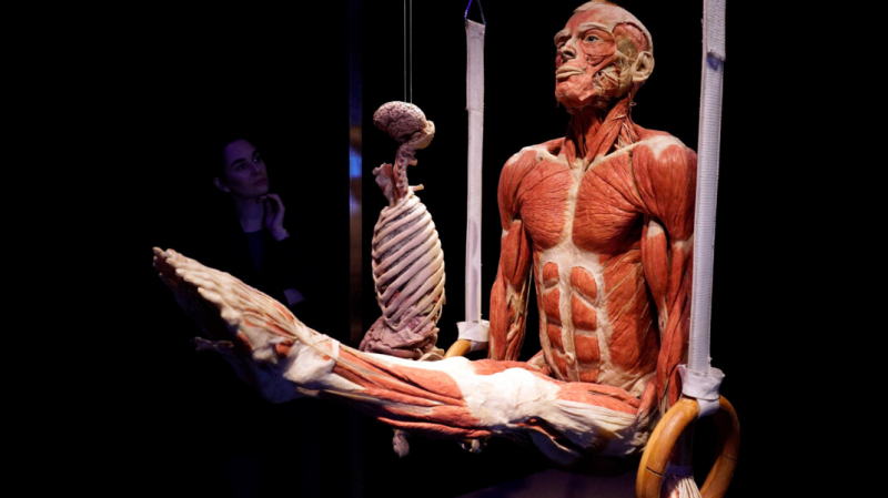 В Москве открылась «выставка с человеческими трупами». В Думе её назвали полезной, а в РПЦ — «шок-контентом»