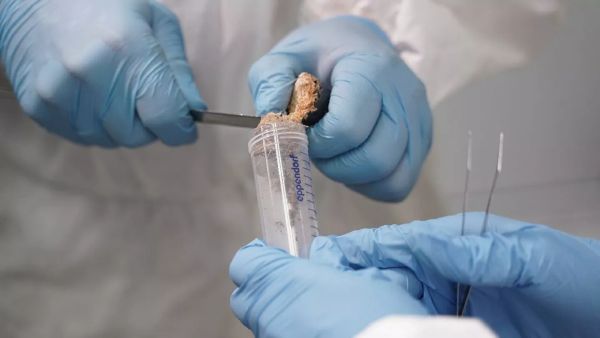 В вечной мерзлоте найдены древние вирусы. Опасны ли они для человека