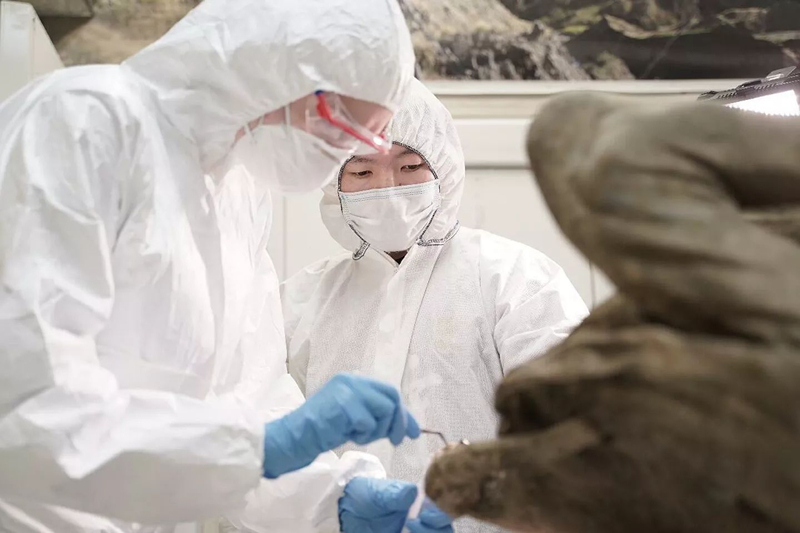 В вечной мерзлоте найдены древние вирусы. Опасны ли они для человека