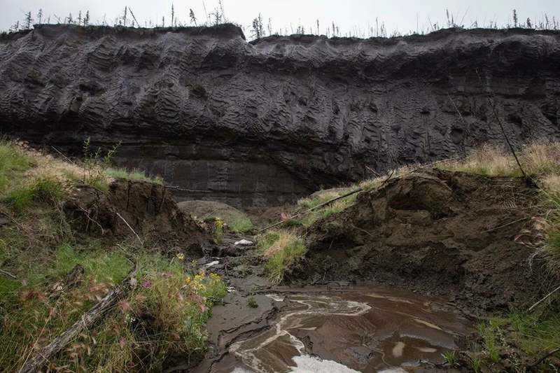 В вечной мерзлоте найдены древние вирусы. Опасны ли они для человека