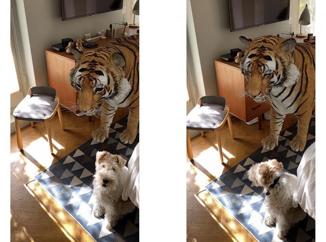 В виртуальный зоопарк Google добавили 50 новых животных