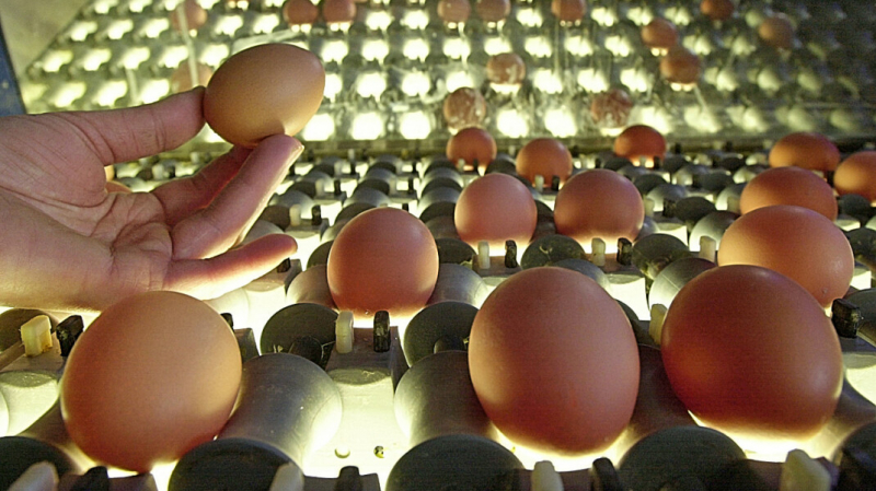 Власти начали проверку производителей яиц и курятины из-за роста цен