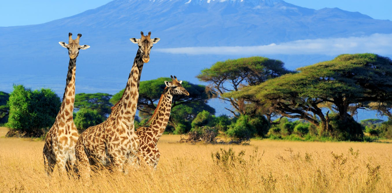 Возобновляемая энергетика: фундамент для цивилизационной катастрофы?