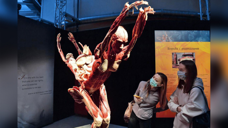 Возрастной ценз возмутившей РПЦ выставки &laquo;Мир тела&raquo; на ВДНХ повысили до 18+