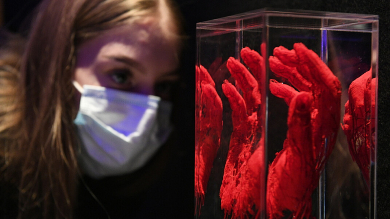 «Выставка трупов»: депутат потребовал от генпрокуратуры проверить обморок девочки на анатомической выставке