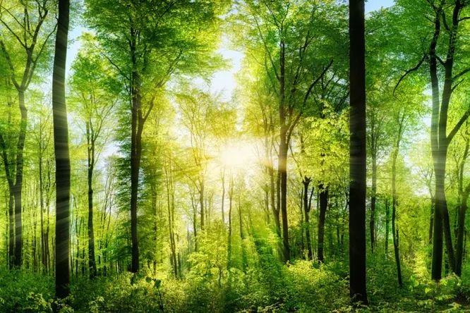 Звуки природы действительно положительно влияют на наше здоровье