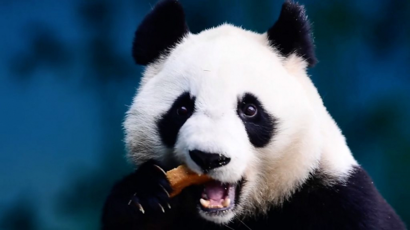 Дайджест: что санкции изменят в поведении России; США оценили риск вторжения на Украину