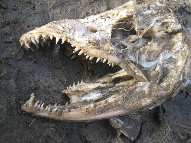 Доисторические гигантские лососи ходили на нерест по рекам Калифорнии