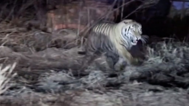 Дайджест: первое обращение Байдена к конгрессу и предупреждение Путину от МИ-6