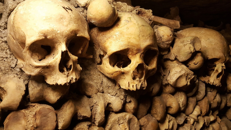 Найдены самые древние кости первых представителей рода Homo