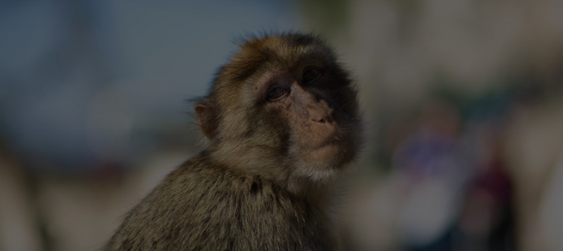 Neuralink научил обезьяну играть в видеоигры 