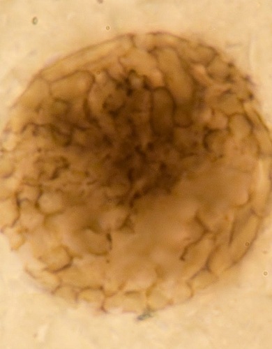 Окаменелость возрастом в миллиард лет, найденная в Шотландском нагорье, может быть самым ранним многоклеточным животным на Земле