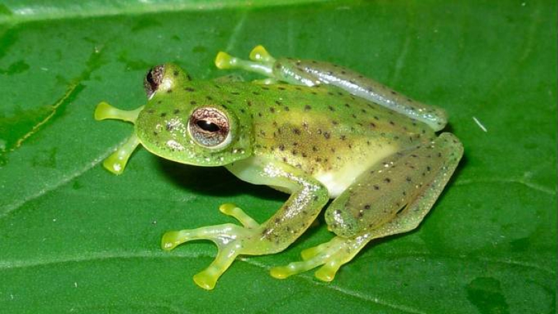 Стволовые клетки лягушек впервые стали живыми роботами Ксеноботами 2.0