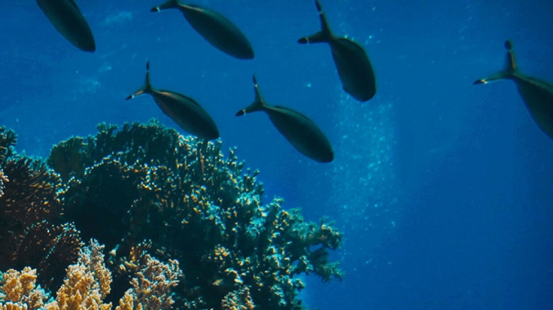 Ученые нашли сходства между организмами рыб и человека