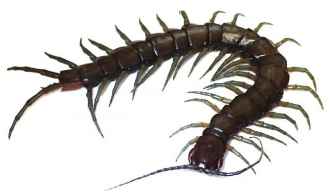 В Японии нашли новую сколопендру – самую крупную в стране