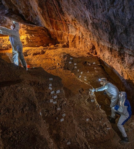 Впервые в истории ученым удалось секвенировать геном вымершего животного из пещерной грязи