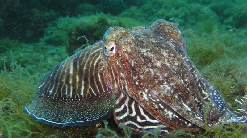 Желеобразные шары у берегов Норвегии оказались скоплением яиц кальмаров