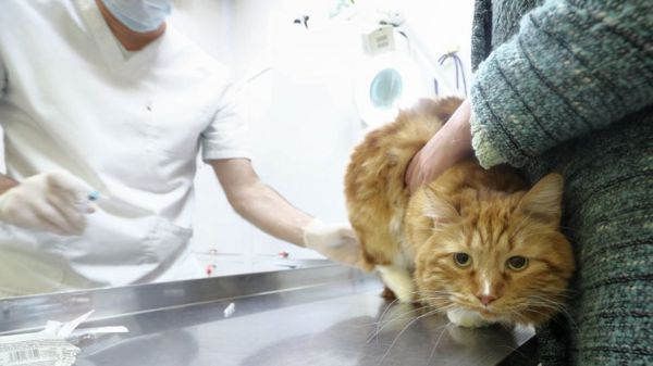 Дайджест: версия о лабораторном происхождении ковида становится одной из основных