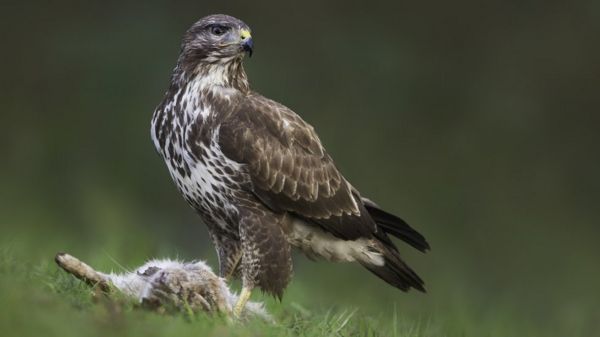Самая инстаграмная птица. Ученые выяснили секрет успеха пернатых в соцсетях