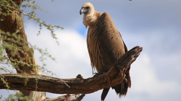 Самая инстаграмная птица. Ученые выяснили секрет успеха пернатых в соцсетях