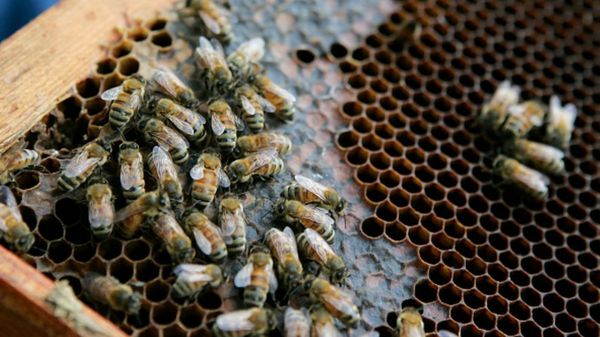 Коронавирус: ученые считают, что смертность в мире занижена вдвое; Covid-19 вынюхивают пчелы